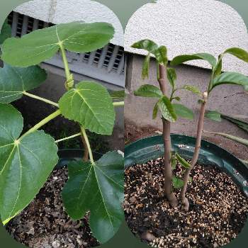 ポポーの苗木aの投稿画像一覧 Greensnap グリーンスナップ
