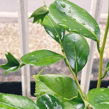 金魚葉椿の投稿画像一覧 Greensnap グリーンスナップ