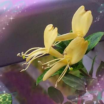 クリームイエローの花の画像 by *✿.吏禾.✿*さん | スイカズラと癒しと甘い香りとクリームイエローの花と花のある幸せと小さな幸せ♡