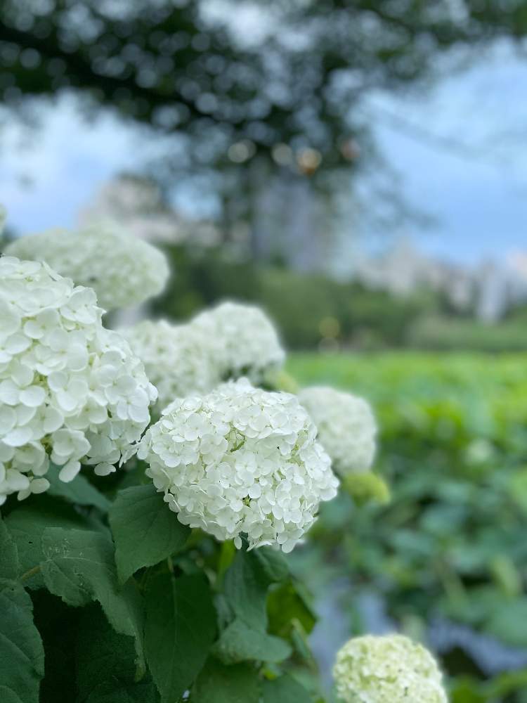 アナベルの投稿画像 By Modokinさん セイヨウアジサイと梅雨時の花と上野恩賜公園とお散歩と爽やかな朝と爽やかな色 21月6月6日 Greensnap グリーンスナップ アナベルの投稿画像 By Modokinさん セイヨウアジサイと梅雨時の花と上野恩賜公園とお散歩と爽やかな朝と爽やかな色 21月6月6日 Greensnap グリーンスナップ