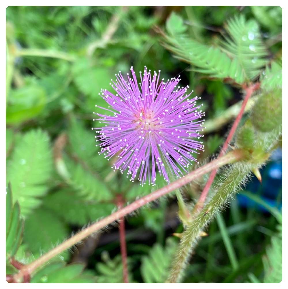 オジギソウを種から育てよう Greensnap グリーンスナップ