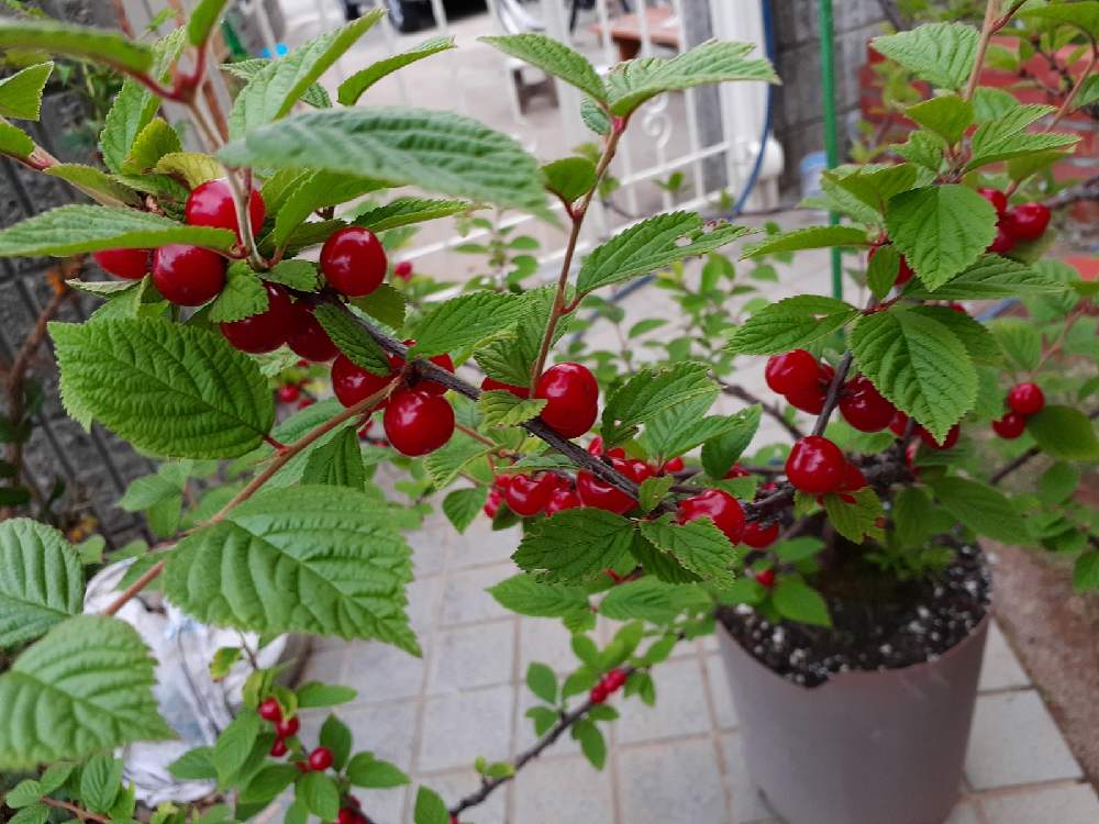 21年のユスラウメ Greensnap グリーンスナップ