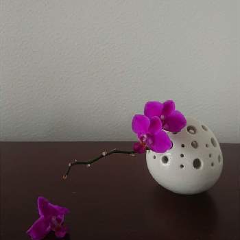 剪定した花の投稿画像一覧 Greensnap グリーンスナップ 剪定した花の投稿画像一覧 Greensnap グリーンスナップ