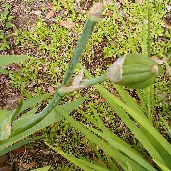 花の終わりの投稿画像一覧 Greensnap グリーンスナップ 花の終わりの投稿画像一覧 Greensnap グリーンスナップ