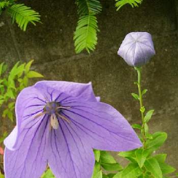桔梗の花とつぼみの一覧 Greensnap グリーンスナップ
