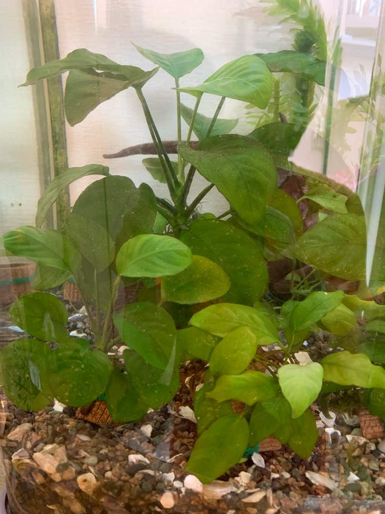 アヌビアス ナナの投稿画像 By Mieさん アナカリス 水草 と大好きときれいとおうち園芸と水槽とズボラガーデナーと成長記録と花のある暮らし 21月6月6日 Greensnap グリーンスナップ
