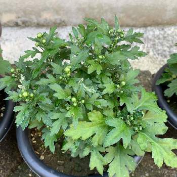 ざる菊 クッションマム の投稿画像一覧 Greensnap グリーンスナップ ざる菊 クッションマム の投稿画像一覧 Greensnap グリーンスナップ