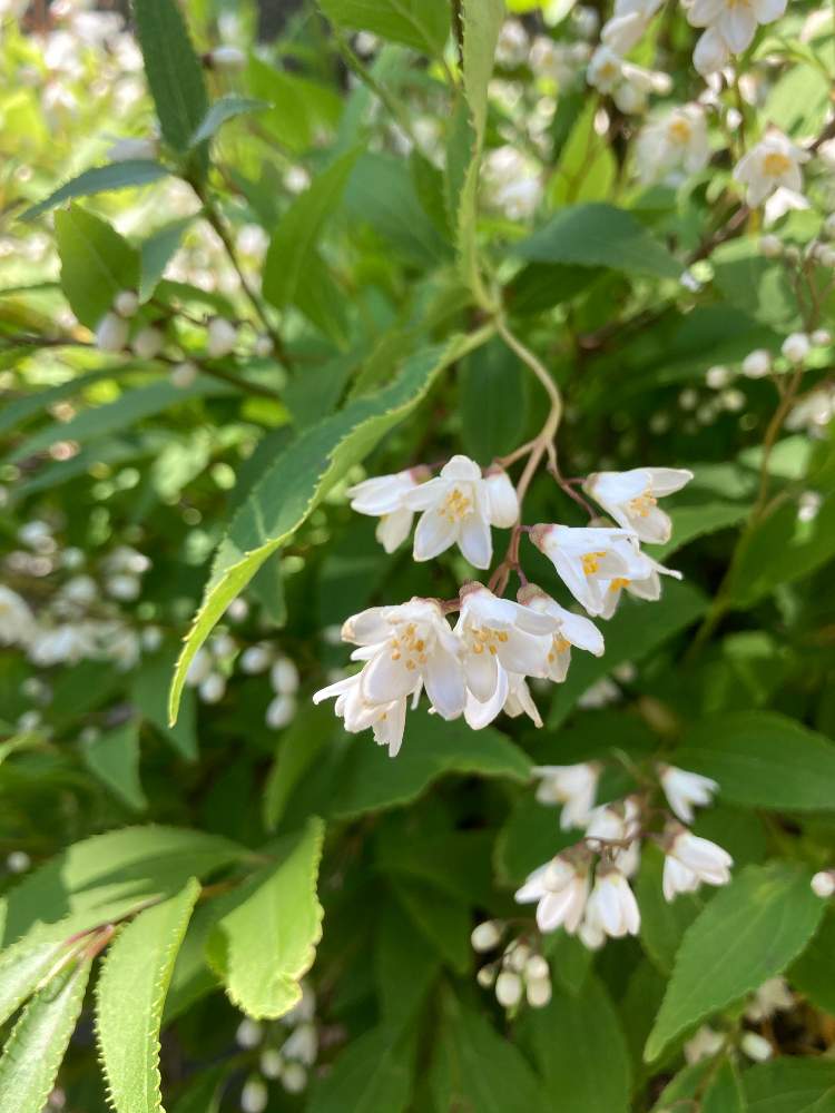 小さな庭の画像 by ももさん | 小さな庭とヒメウツギと花のある暮らしと北海道と小花が可愛いと爽やか季節、到来
