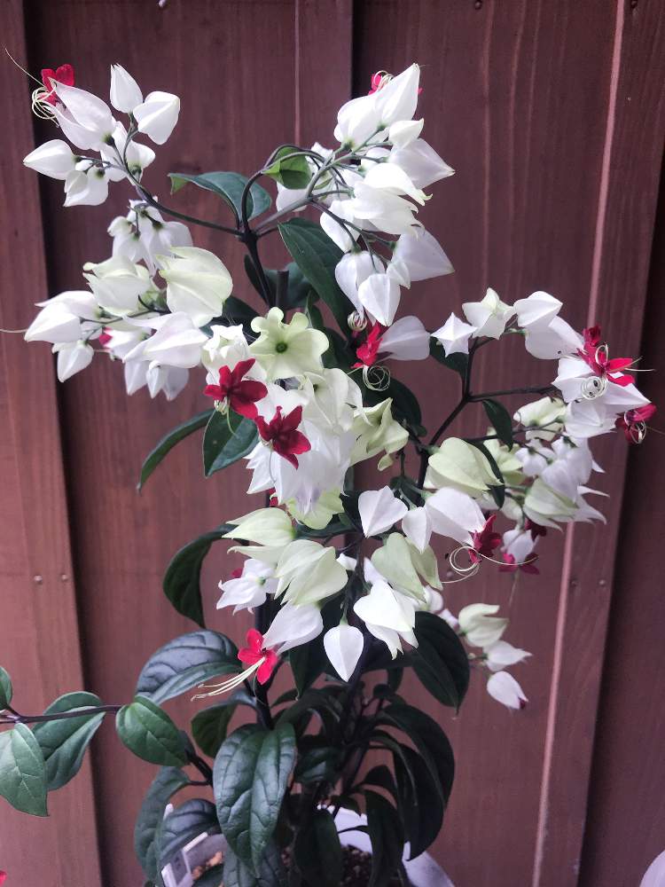 源平かずらの投稿画像 By イアさん 小さな庭と花のある暮らしと花のある暮らし 21月6月6日 Greensnap グリーンスナップ Greensnap グリーンスナップ