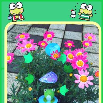 マーガレット Proven Winners Pw ガーデニング 園芸 花苗 低木 多肉植物 花 植物 マーガレット Proven Winners Pw ガーデニング 園芸 花苗 低木 多肉植物 花 植物
