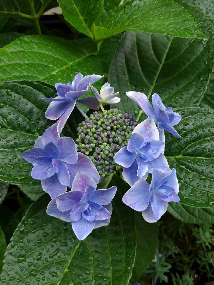 紫陽花 金平糖 3年目 Greensnap グリーンスナップ