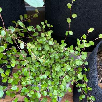 ワイヤープランツの投稿画像一覧 Greensnap グリーンスナップ