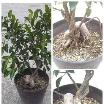 キジムナーの投稿画像一覧 Greensnap グリーンスナップ