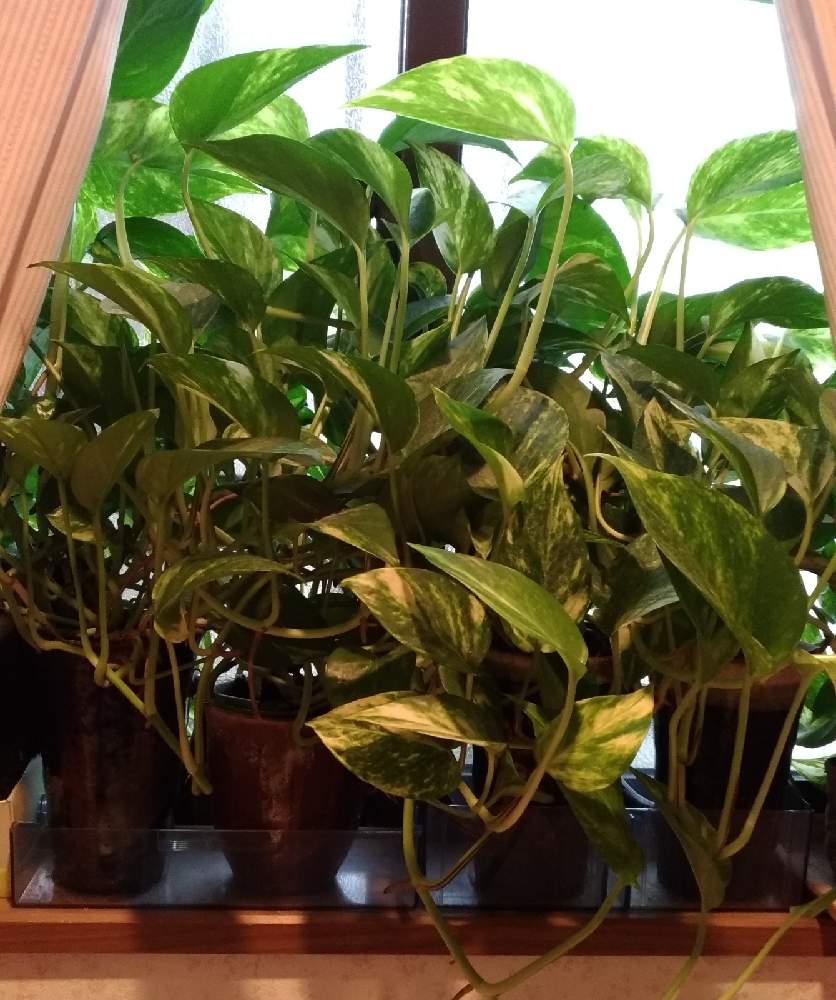 ポトスの投稿画像 By Rubyさん 水栽培とおうち園芸 21月6月6日 Greensnap グリーンスナップ