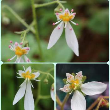 ハルユキノシタの投稿画像一覧 Greensnap グリーンスナップ