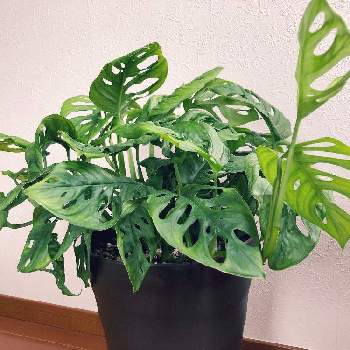 変わった葉っぱの投稿画像一覧 Greensnap グリーンスナップ 変わった葉っぱの投稿画像一覧 Greensnap グリーンスナップ