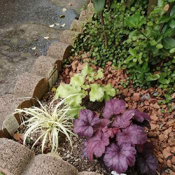 北側花壇の投稿画像一覧 Greensnap グリーンスナップ