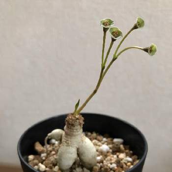 マダガスカル原産の投稿画像一覧 Greensnap グリーンスナップ