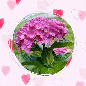 6月6日はかえるの日の投稿画像一覧 Greensnap グリーンスナップ