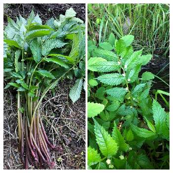 ウワバミソウの投稿画像一覧 Greensnap グリーンスナップ