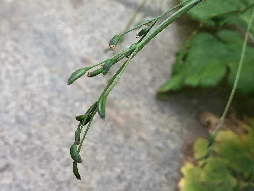 スーパーの三つ葉の根を育ててみたよ Greensnap グリーンスナップ スーパーの三つ葉の根を育ててみたよ Greensnap グリーンスナップ