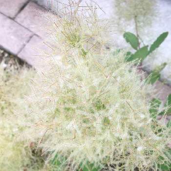 スモークツリー ピンクパールの投稿画像一覧 Greensnap グリーンスナップ