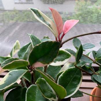 東向きの窓辺の画像 by muuuさん | 窓辺とホヤリップカラーとホヤリップカラー❤︎と新葉と東向きの窓辺と観葉植物と植物のある暮らしとグリーンのある暮らしとピンク色の葉と色彩