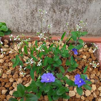 ユーフォルビア ダイアモンドフロストの投稿画像一覧 Greensnap グリーンスナップ ユーフォルビア ダイアモンドフロストの投稿画像一覧 Greensnap グリーンスナップ