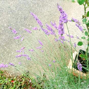 ラベンダー グロッソ の投稿画像一覧 Greensnap グリーンスナップ