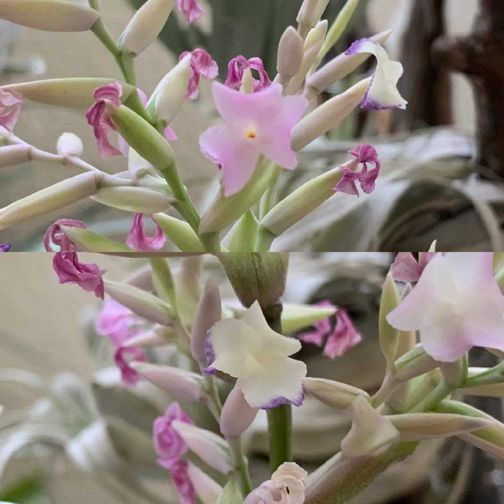 チランジア　Remembrance　開花株 チランジア Remembrance 開花株 チランジア 開花集｜🍀GreenSnap