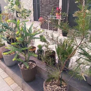 ドドナエア ポップブッシュ プルプレアの投稿画像一覧 Greensnap グリーンスナップ