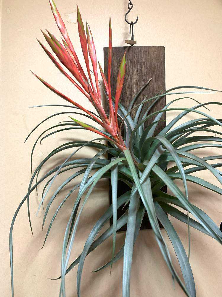 Tillandsia Centrair sky leaf キセログラフィカ 子株