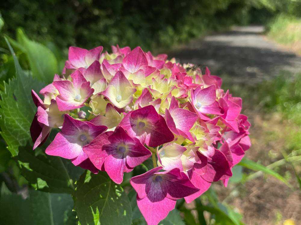 紫陽花に彩られる比丘尼塚 Greensnap グリーンスナップ
