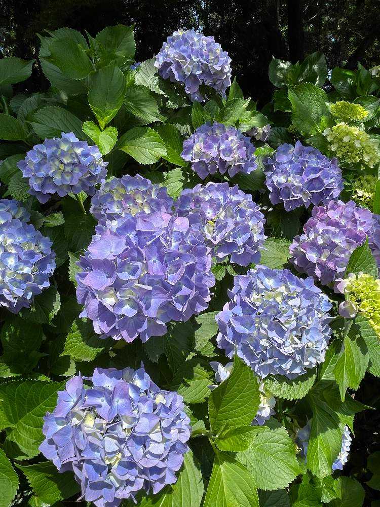 紫陽花に彩られる比丘尼塚 Greensnap グリーンスナップ