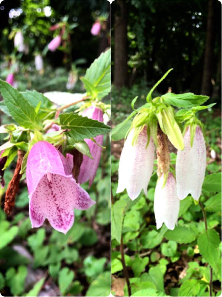 ホタルブクロの投稿画像 By むらさきさん 多年草とキキョウ科と緑地公園 21月6月6日 Greensnap グリーンスナップ