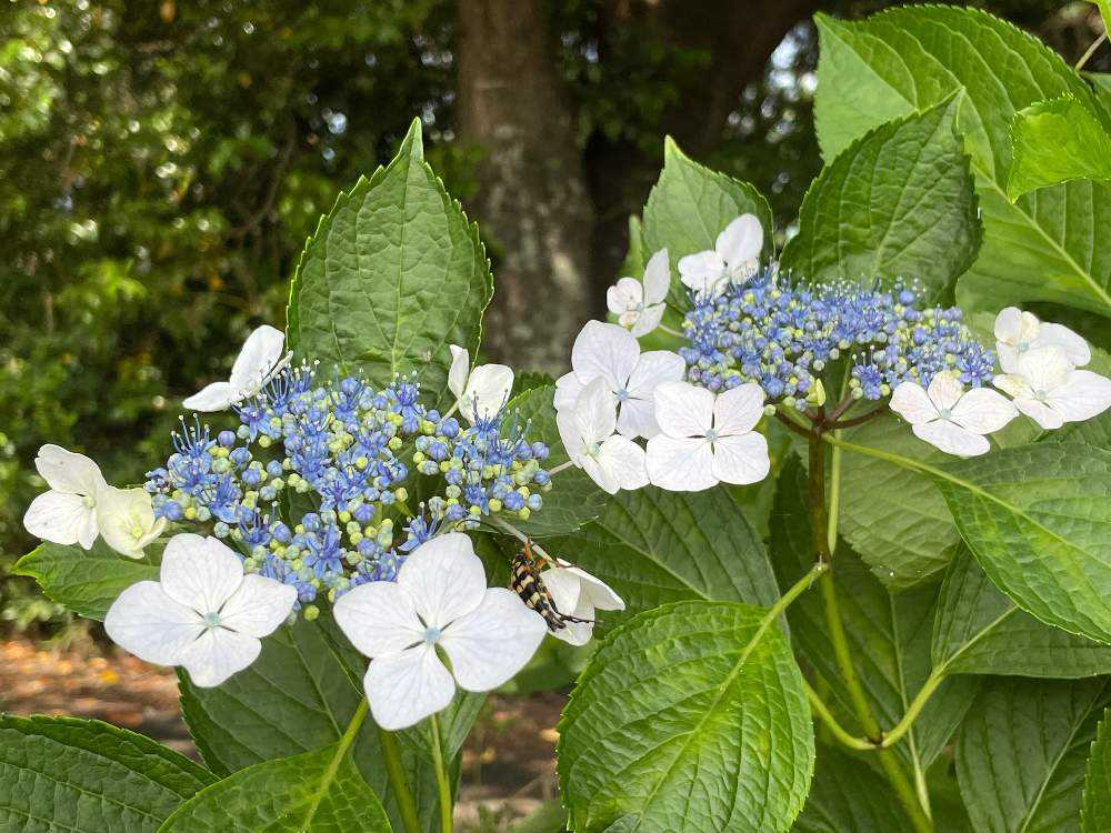 紫陽花に彩られる比丘尼塚 Greensnap グリーンスナップ