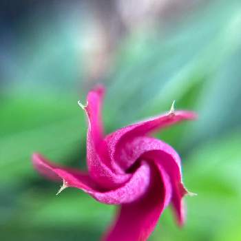 つ ぼ みの投稿画像一覧 Greensnap グリーンスナップ