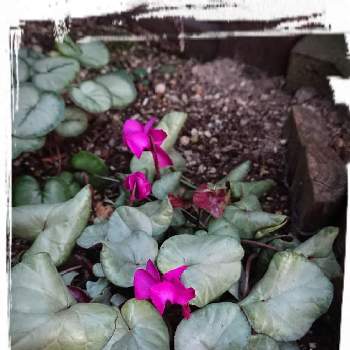 原種シクラメン コウムの投稿画像一覧 Greensnap グリーンスナップ