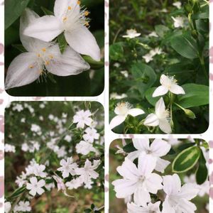 雑草,山野草,野草,道路脇,ハクチョウゲ❀の画像