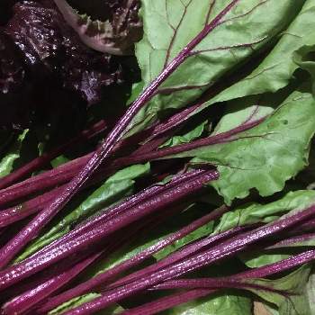 葉物 野菜の投稿画像一覧 Greensnap グリーンスナップ