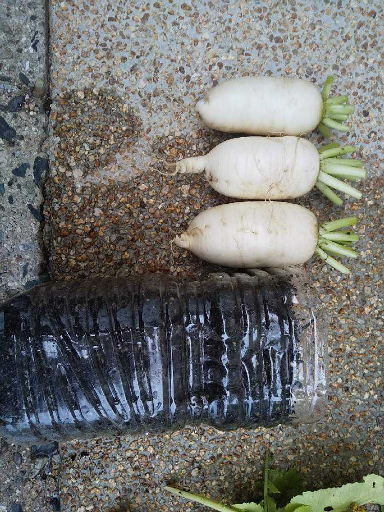 小太郎大根 Greensnap グリーンスナップ 小太郎大根 Greensnap グリーンスナップ