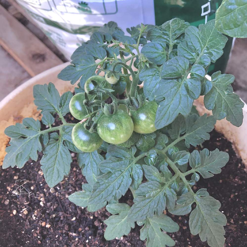 ミニトマト レジナの投稿画像 By すらごろうさん プランター菜園とプランター野菜とプチ家庭菜園と家庭菜園とおうちde菜園とおうち園芸とトマト 栽培とプランター栽培と苗からとベランダ菜園と ミニトマトとプランター植え 21月6月6日 Greensnap グリーンスナップ