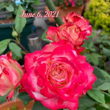 自慢のバラ_2021の画像 by ごんたさん | 小さな庭とジュビレ・デュ・プリンス・ドゥ・モナコとチェリーパフェとバラ　ジュビレ・デュ・プリンス・ドゥ・モナコと自慢のバラ_2021とばら バラ 薔薇と薔薇のある暮らし♡とおうち園芸と#花のある暮らしと薔薇が好き❤と薔薇♪