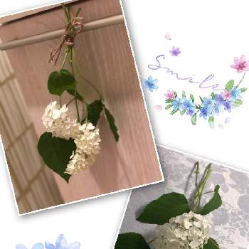紫陽花のおまじないの投稿画像一覧 Greensnap グリーンスナップ