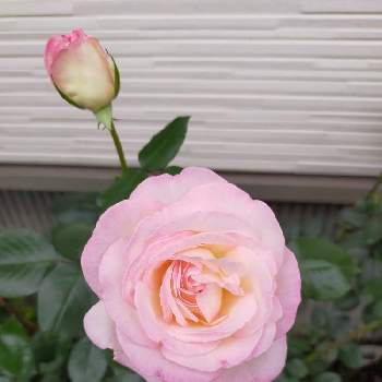 自慢のバラ_2021の画像 by 3000さん | 小さな庭とバラ   プリンセスドゥモナコとばら バラ 薔薇とおうち園芸と自慢のバラ_2021