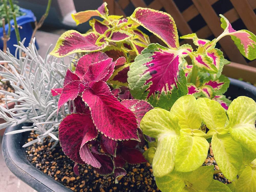 ヘリクリサム シアンスチャニカムの投稿画像 By ふたばさん コリウスと初心者とカラーリーフと鮮やか とカラーリーフの寄せ植え 21月6月6日 Greensnap グリーンスナップ