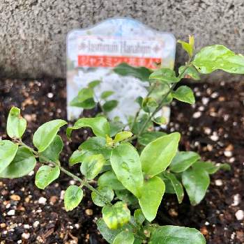 ジャスミン 花美人の投稿画像一覧 Greensnap グリーンスナップ