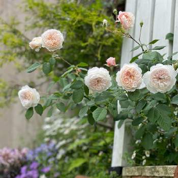 自慢のバラ_2021の画像 by amiさん | 小さな庭とデビッドオースチン ｢ジ オルブライトン ランブラー｣とジ オルブライトン ランブラーとジ・オルブライトン・ランブラーとキュンキュン乙女倶楽部と自慢のバラ_2021と植物のある暮らしとグリーンのある暮らしとピンクの花と手作りの庭と花の15年組とno green no lifeとami's roseとバラと夢CLUBと物語のある庭作りとガーデニングと花のある暮らしとami's gardenと小さな花とチーム愛知と庭時間
