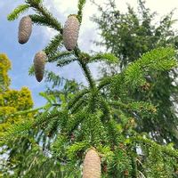 ドイツトウヒの育て方 植え付ける場所は 剪定時期や方法は Greensnap グリーンスナップ ドイツトウヒの育て方 植え付ける場所は 剪定時期や方法は Greensnap グリーンスナップ