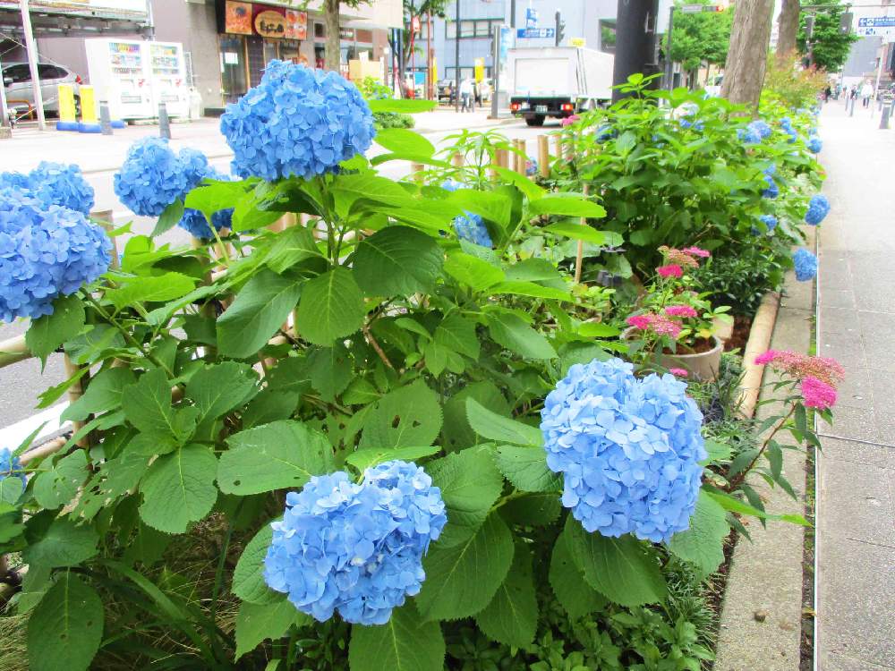 Yokohamaの投稿画像 By 公式 ガーデンネックレス横浜さん 横浜と紫陽花 アジサイ あじさい とガーデンネックレスと花のある暮らしとガーデンベアと花が好きな人と繋がりたいとyokohamaと横浜と紫陽花 アジサイ あじさいとガーデンネックレスと花のある暮らしとガーデン